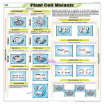 Plant Meiosis Process Wall Chart